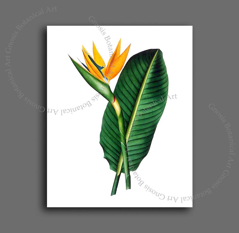 May include: A vintage botanical illustration of a Bird of Paradise flower with a single bloom and two large green leaves.
