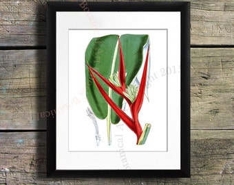 Heliconia Flower Art Print, Tropical Botanical Illustration