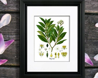 May include: A botanical illustration of a bay leaf plant with white flowers and green leaves. The illustration is framed in black and has the text "Bay Leaf" and "Gnosis Botanical Art Copyright 2015" at the bottom.