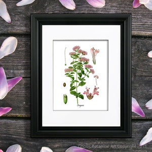 Oregano Herb Art Print no. 9 Kitchen Wall Art Culinary Herb Kitchen Decor, Gift for Mom, Gift for Her, Kitchen Decor, Vintage Botanical Art