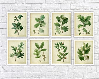 Oak Leaf Botanical Prints Set – Vintage Style Wall Art
