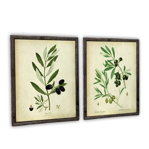 Olive Art Plant Illustrations set of 2 unframed Print Farmhouse Kitchen Decor Wall Art