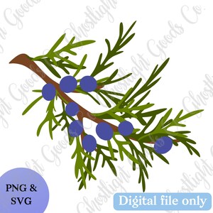 May include: A digital illustration of a juniper branch featuring a brown stem, dark green needle-like leaves, and several round, blue berries. A circular purple badge in the corner contains the text PNG & SVG, and a blue rectangle says Digital file only.