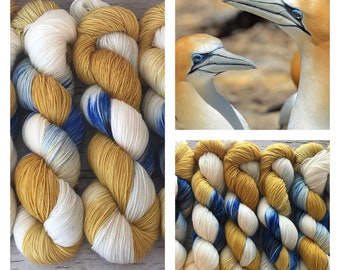 Northern Gannet - Assigned Pooling - Fingering SW 100% Merino - Hand Dyed  Yarn