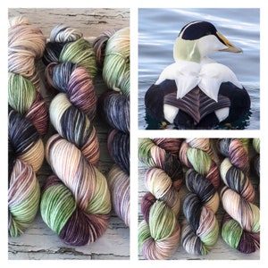 Common Eider - Hand Dyed Superwash DK Yarn