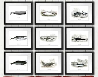 Nautical Art Print Whale Art Print Set of 9 - Whale Art  Whale Posters Whaling Nautical Wall Hangings Wall Art, Bathroom Art, Boy room Decor