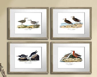 Shore Bird Prints set of 4 Sandpiper Audubon Art Prints, Hamptons Style Wall Art, Coastal Grandma Gift, Beach House Wall Decor