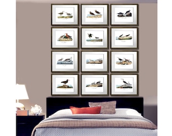 Seaside Wall Art Decor Sea Birds Set of 12, Beach Bedroom Decor, Audubon Bird Illustrations repro prints, Sandpiper, Plover, Oystercatcher
