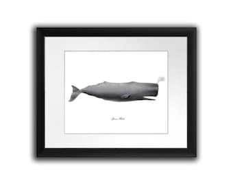 Gray and White Nursery Decor, Sperm Whale Art, Whale print #12 Whale Poster Nautical Decor print Home decor 8x10 Print Gnosis Sea Life Art.