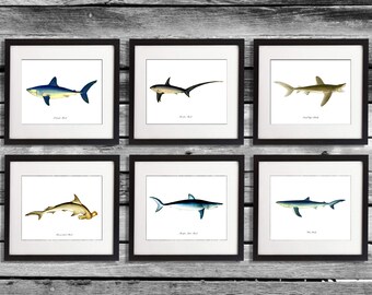 May include: Six framed shark art prints. Each print features a different shark species, including a blue shark, thresher shark, and hammerhead shark. The illustrations are in color against a white background, framed in black, and mounted on a wooden wall.