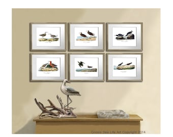 Beach Birds Beach Decor set of 6 Prints Sandpiper Sea Gulls Art Audubon Bird prints Housewarming Gifts