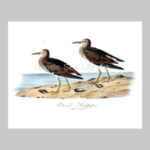 May include: An antique-style print featuring two Pectoral Sandpipers. The birds are depicted with brown and black plumage, long beaks, and yellow legs, standing on a sandy shore with seashells. The background shows a calm sea and sky.