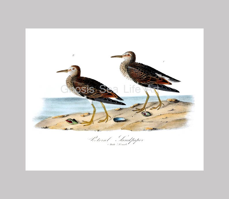 May include: An antique-style print featuring two Pectoral Sandpipers. The birds are depicted with brown and black plumage, long beaks, and yellow legs, standing on a sandy shore with seashells. The background shows a calm sea and sky.
