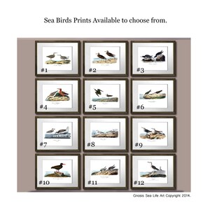 May include: A collection of twelve framed prints featuring detailed illustrations of various sea birds. Each print is numbered and includes the text "Sea Birds Prints Available to choose from." The artwork is signed "Gnosis Sea Life Art Copyright 2014."