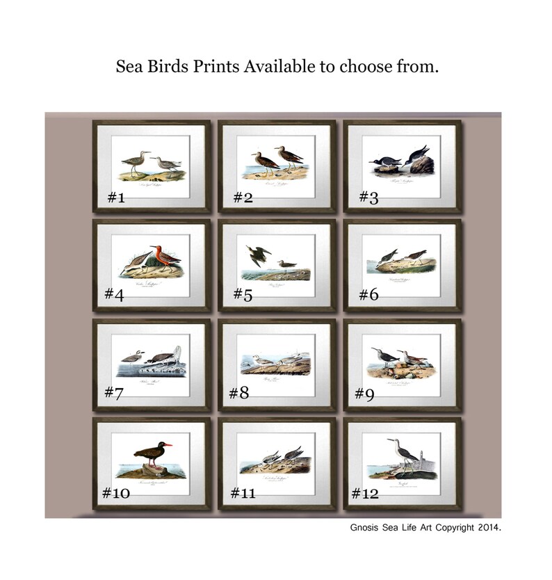 May include: A collection of twelve framed prints featuring detailed illustrations of various sea birds. Each print is numbered and includes the text "Sea Birds Prints Available to choose from." The artwork is signed "Gnosis Sea Life Art Copyright 2014."
