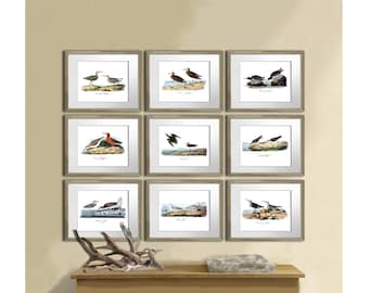 Sea Bird Decor Wall art set of 9 beach decor wall art, antique Audubon bird illustrations, coastal art decor, Sandpiper bird