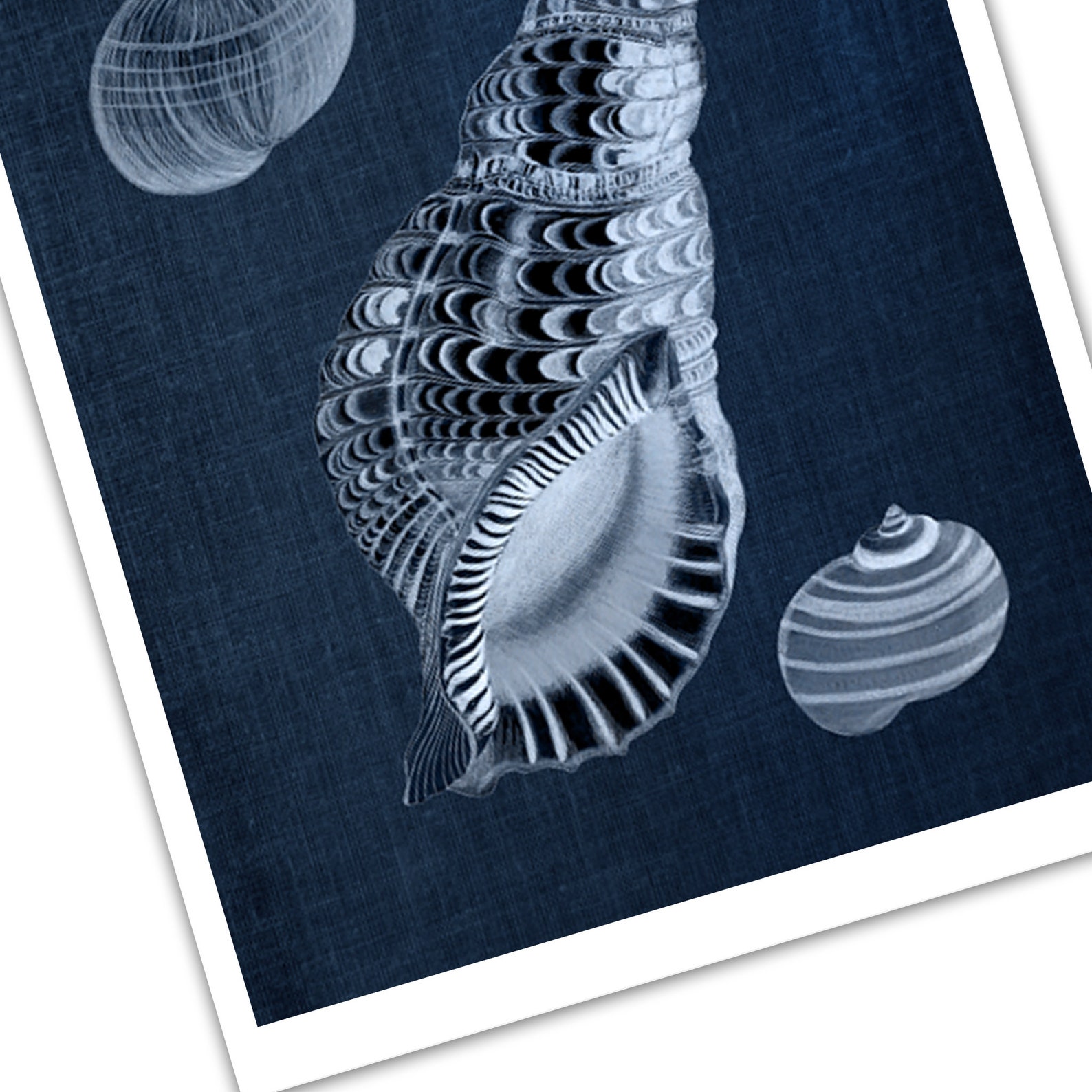 Sea Shell Art Prints Coastal Decor, Beach Decor, Navy Blue Seashells a ...