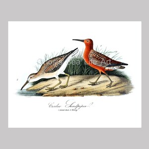May include: An antique-style print featuring two Curlew Sandpipers. One bird is depicted with a reddish-orange plumage, while the other has a brown and white pattern. The birds are standing on a sandy surface with green foliage in the background.