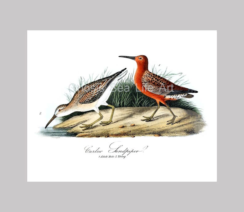 May include: An antique-style print featuring two Curlew Sandpipers. One bird is depicted with a reddish-orange plumage, while the other has a brown and white pattern. The birds are standing on a sandy surface with green foliage in the background.