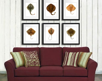 Sea Life Wall Decor Stingray print Set of 6 Vintage coastal art prints Natural History Ocean art Decor Antique prints Nature print