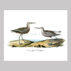 May include: An art print featuring two Long-legged Sandpipers. The birds are depicted in a detailed illustration with brown and white speckled plumage, long legs, and slender beaks. The background shows a coastal scene with a hint of water and land.