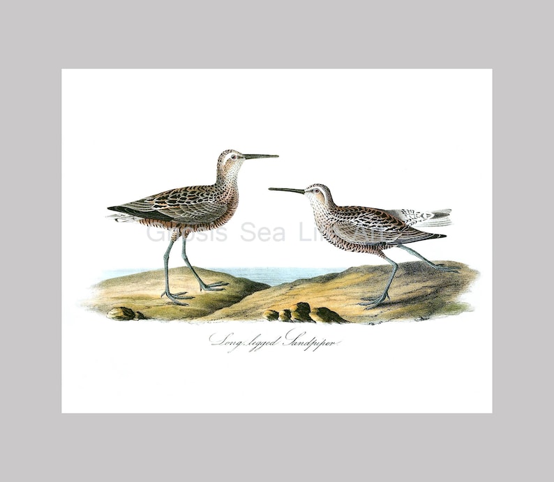 May include: An art print featuring two Long-legged Sandpipers. The birds are depicted in a detailed illustration with brown and white speckled plumage, long legs, and slender beaks. The background shows a coastal scene with a hint of water and land.