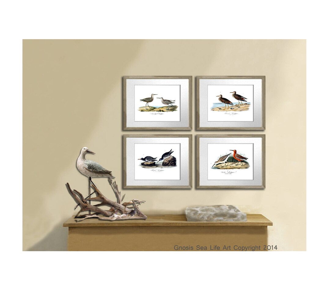 Shore Bird Prints set of 4 Sandpiper Audubon Art Prints, Hamptons Style ...