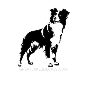 Border Colie Vinyl Decal Sticker