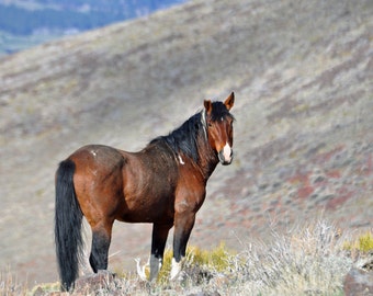 Chewy Wild Stallion, Wild Horse Mustang Stallion Free Shipping