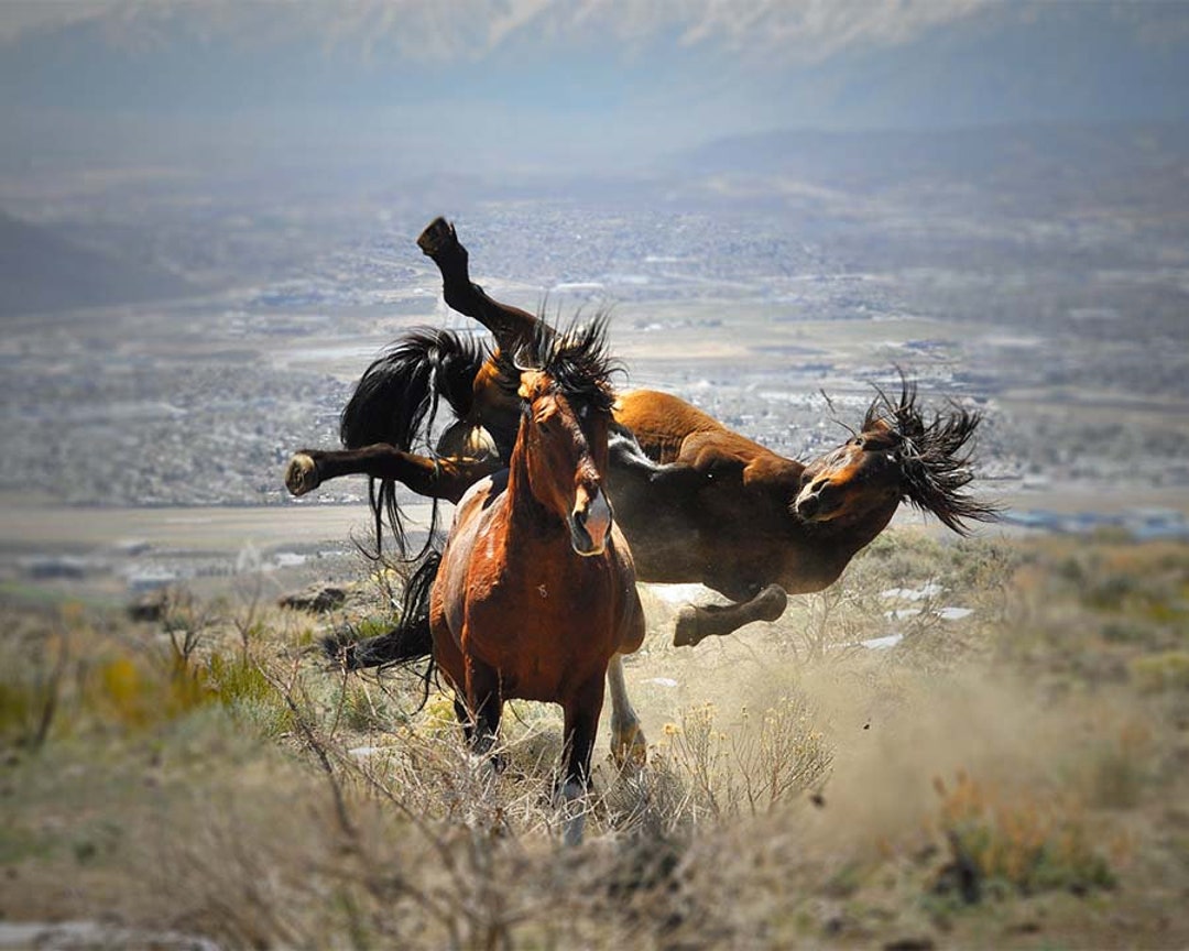 if six was nine WILD HORSE size0 トップス if six was nine WILD HORSE size0 トップス