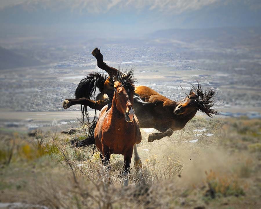 Wild Horse Photography Wild Stallions Wild Horse Fight Ninja Mustangs Wild Horse Print - Etsy