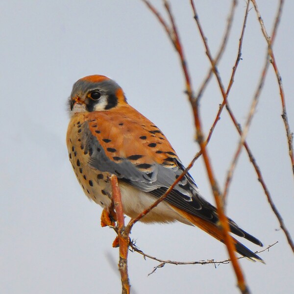 American Kestrel Bird Photograph FREE SHIPPING