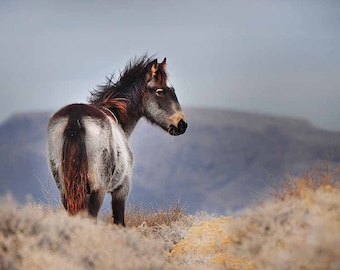 Wild Horse Photography, Wild Mustangs of the Virginia Range, Nevada Mustangs Wild Horses