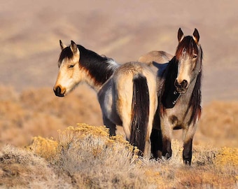 Wild Horse Photography, Wild Horse Print, Mare and foal