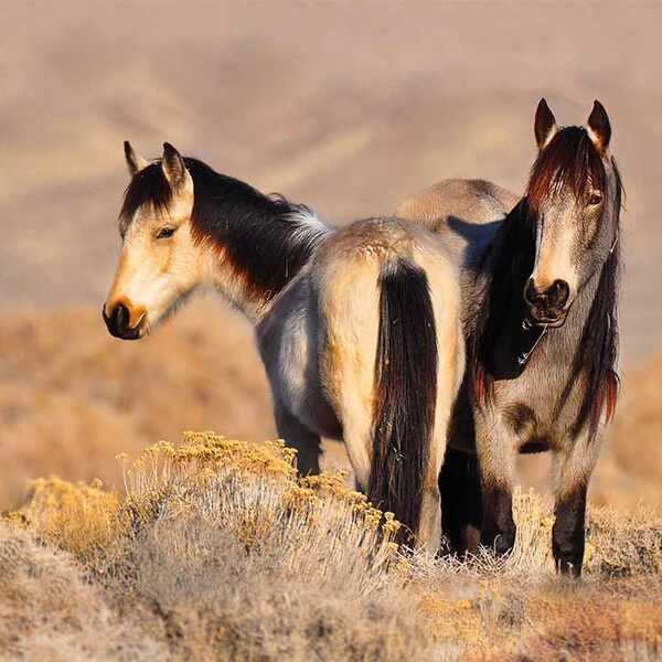 Wild Horse Photography, Wild Horse Print, Mare and foal