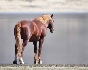 Wild Horse Photography, Wild Stallion, Wild Horse Print