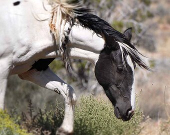 Wild Mustang Mare of the Virginia Range, Nevada, Pinto horses