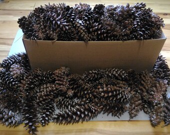 200 Real All Natural Fresh Picked Eastern White Pine Cones Picked December 20th 2017