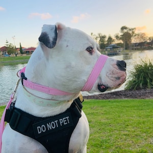May include: A white dog wearing a pink muzzle and a black harness with the text "DO NOT PET" on it. The dog is sitting on a grassy area near a body of water.