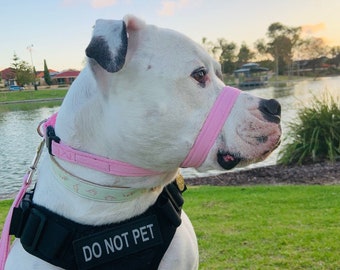 Puede incluir: Un perro blanco con un bozal rosa y un arnés negro con el texto "NO ACARICIAR". El perro está sentado en una zona de hierba cerca de un cuerpo de agua.