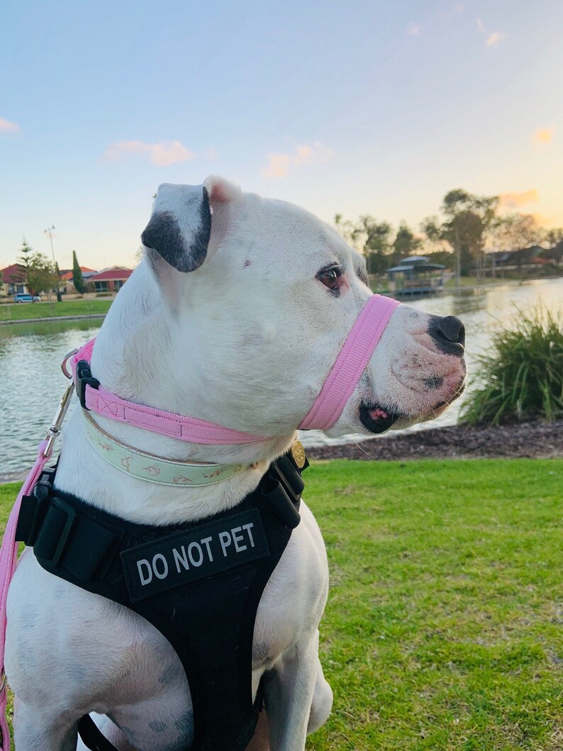 May include: A white dog wearing a pink muzzle and a black harness with the text "DO NOT PET" on it. The dog is sitting on a grassy area near a body of water.