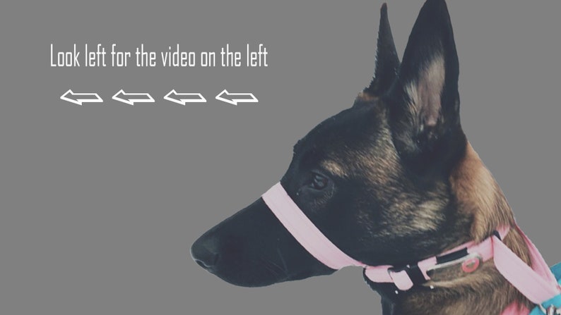 May include: A brown and black dog wearing a pink muzzle and a pink collar with a silver buckle. The dog is looking to the left. The text "Look left for the video on the left" is written above the dog. Four white arrows pointing to the left are below the text.