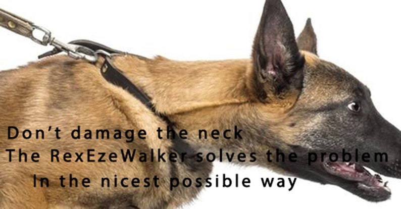The RexEzeWalker Pet Dog Head Collar figure of 8 design Now comes with Felt nose pad
