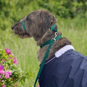 May include: A gray and white dog wearing a green and blue dog coat and a green leash. The dog is looking to the right of the frame.