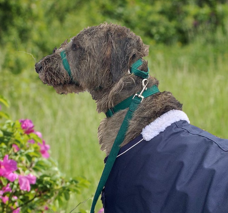 May include: A gray and white dog wearing a green and blue dog coat and a green leash. The dog is looking to the right of the frame.