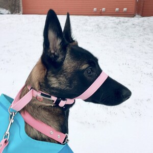 May include: A black and brown dog wearing a pink muzzle and a pink collar with a silver buckle. The dog is standing in the snow.