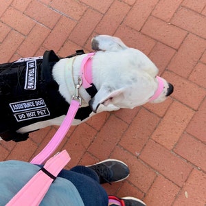 May include: A white dog wearing a black vest with the text "Assistance Dog In Training Do Not Pet" is on a pink leash being walked by a person wearing blue jeans and a blue shirt.