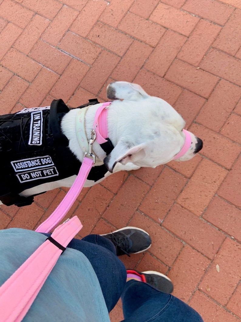May include: A white dog wearing a black vest with the text "Assistance Dog In Training Do Not Pet" is on a pink leash being walked by a person wearing blue jeans and a blue shirt.