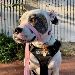 May include: A white and brown dog wearing a pink muzzle and a black harness with the text "DO NO PET" on it. The dog is sitting on a brick walkway with a white picket fence and green plants in the background.