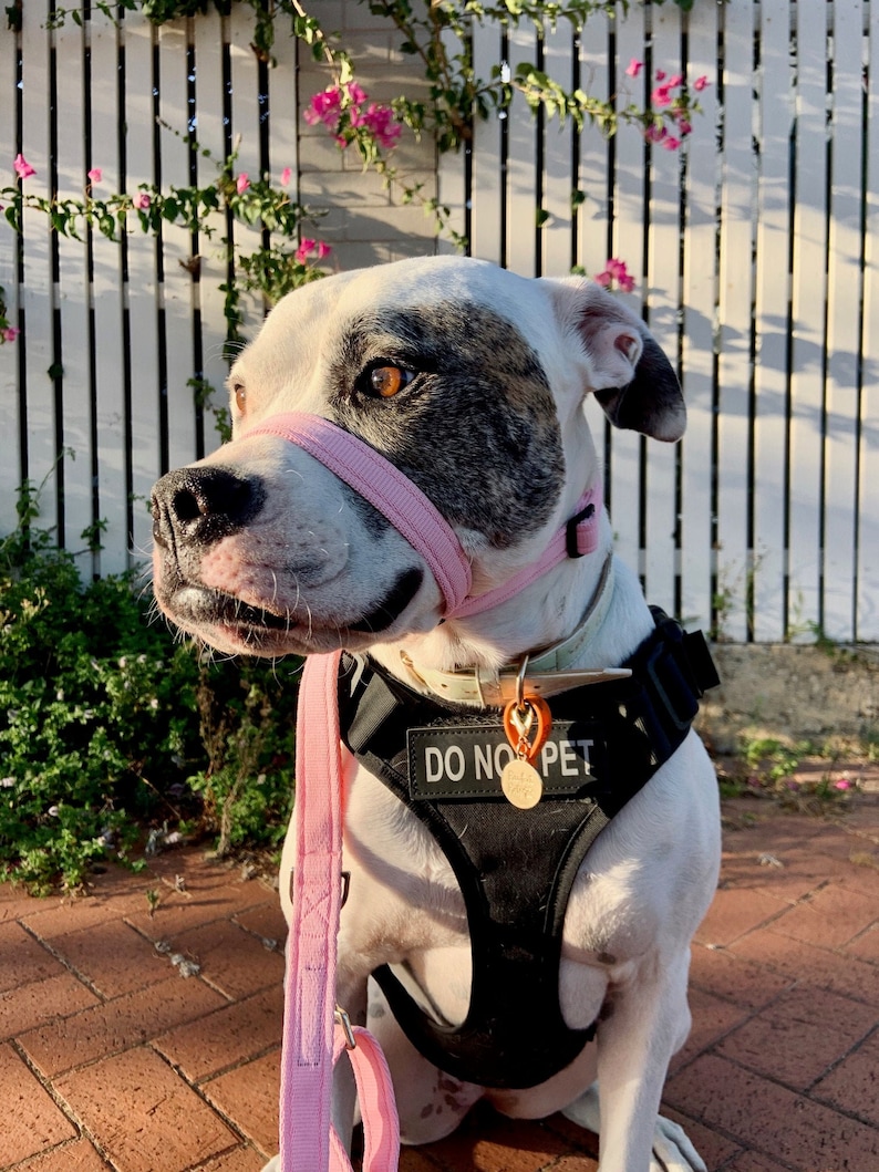 May include: A white and brown dog wearing a pink muzzle and a black harness with the text "DO NO PET" on it. The dog is sitting on a brick walkway with a white picket fence and green plants in the background.